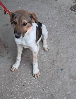 🌿 Süße Junghündin Moni 🐕 - Eislingen (Fils)