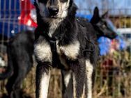 Kale♥️ Sucht Menschen mit Geduld und♥️ - München