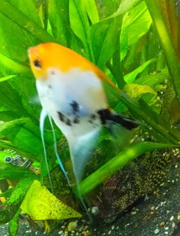 4 Skalare abzugeben - Brandenburg (Havel)