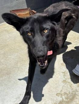 Hutch sucht ein zu Hause - Ludwigshafen (Rhein)