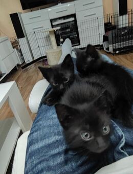 Kitten - kleine verspielte Kätzchen in liebevolle Hände abzugeben - Oerlinghausen