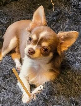 Chihuahua Welpe, 23 Wochen, (Rüde) Langhaar in Lilac-Tan & White - Bergheim Zentrum