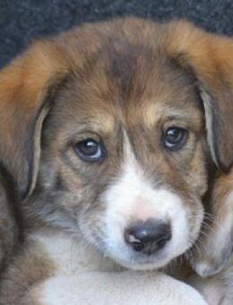 Whisky - sucht die große Liebe - Mettmann