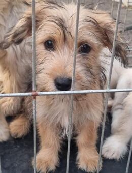 🌸 June kleine Bichon-Yorkshire-Mix - Kassel