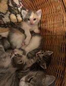 3 Kitten abzugeben in 09117