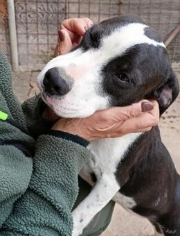 HOLLY 🧡🧡🧡 sonniges Hundemädchen - Herxheim (Landau)