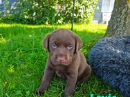 Labrador Welpen braun schwarz - Ladelund