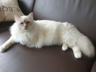 Heilige Birma Kitten/ Eltern auf Erbkrankheiten getestet - Bottrop