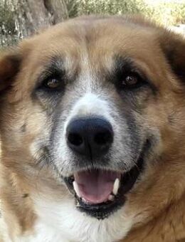 Miss Bella - Seniorin mit großem Herz - Mettmann