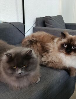 katzen Perserkatzen - Duisburg