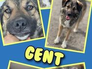 Sonnenschein Gent- sucht seinesgleichen! - Nürnberg