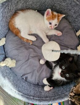 Super süße Katerchen suchen ein neues Zuhause - Zeven