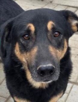 PAULE-charmanter,offener Rüde,38 cm - Rösrath