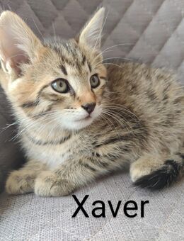 Maine Coon-Mix Kitten Katzenbabys - Straubing