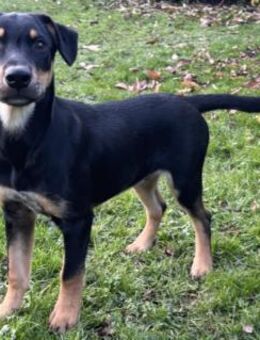 Süßes Hundekind Cai! - Althütte