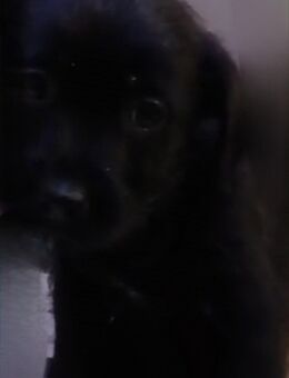 Zucker süße Welpen - Castrop-Rauxel