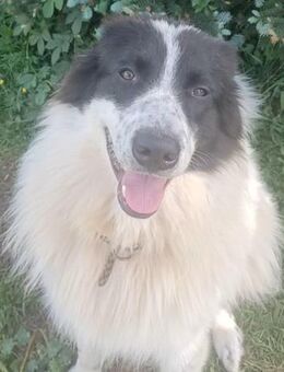 TERRY💛wünscht sich geduldige Menschen - Herxheim (Landau)