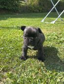 Französische Bulldoggen Welpe rüde in 35321
