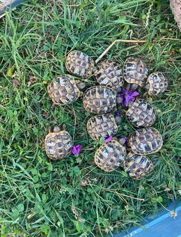Griechische Landschildkröten NZ 2024 kontrastreich gezeichnet NZ 2024 - Reinheim