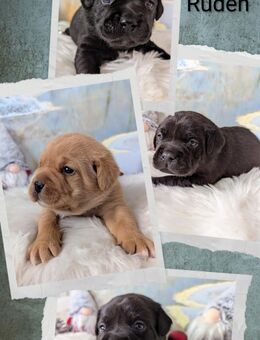 traumhaft schöne französische Bulldogge + Labrador Mix Welpen - Hesel