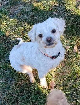 Herzensbrecher Joe sucht sein Zuhause - Koblenz