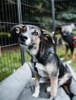 Joshi, lieber Junghund - Lindenberg (Rheinland-Pfalz)