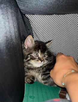 Süße Maine Coon Mischlings- Kitten / Kätzchen - Herzogenrath