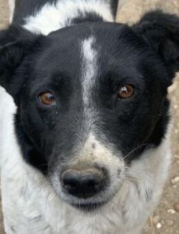 Angel-liebe, ruhige Hündin, 46cm - Rösrath