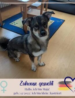 Maja - sucht ein neues Zuhause - Philippsburg