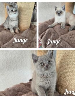 BKH Kitten ab sofort - Oberndorf (Neckar)