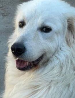 LORI ein Traum von einem Hund!!! - Regensburg