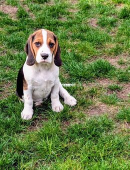 Beagle Mädchen zu verkaufen! - Banzkow