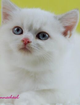 Britischkurzhaarkitten mit Stammbaum - Lamerdingen