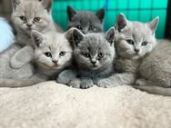 BKH kitten - Bochum Eppendorf