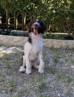 Red - aussortierter Trüffelsuchhund - Würzburg