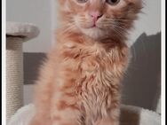 **Kleiner Main Coon Mix Kater ** - Bovenden