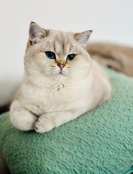 Unsere Füchschen sucht nach passenden Adoptiveltern - Werneuchen Zentrum