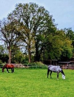 ländlich Wohnen mit Pferden nahe der Metropole Hamburg - Weddelbrook