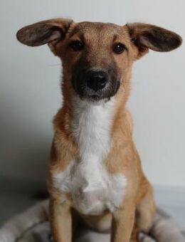 🐶 Junghündin Maisie sucht dich! 💛🌸 - Eislingen (Fils)