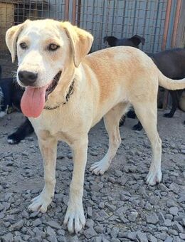 Süßer Latte sucht seine Familie - Weilheim (Oberbayern)