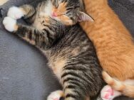 Zwei Babykatze männlich und weiblich - Garbsen