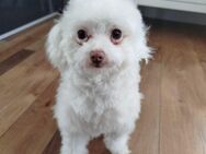 Rüde Malteser Bichon Mix - Eislingen (Fils) Zentrum