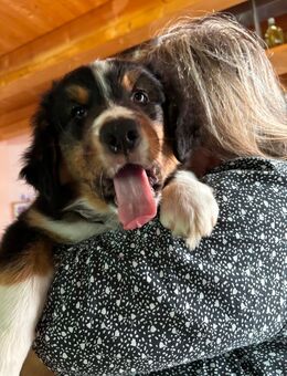 Australien Shepherd Berner Sennen Welpen - Schönsee