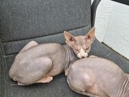 2 kleine verschmuste Sphynx Kitten alles Mädchen in liebevolle Hände abzugeben - Gelsenkirchen Scholven