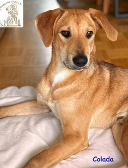 Colada der neugierige Hundejunge - Kissing