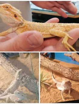 Zwei Bartagame zuverkaufen ca 11 Monate alt - Oberhausen