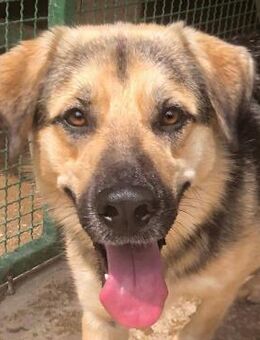 Channi verspielte Frohnatur - Obertshausen