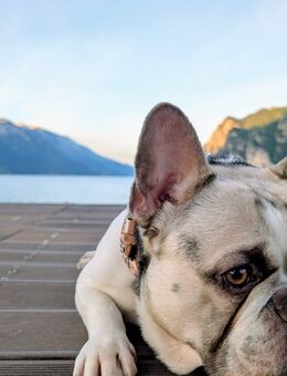 Bulldogge Mischling sucht neues zu Hause mit Sofa - Dietrichingen