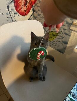 süßes reinrassiges BKH Kitten sucht noch ein zuhause ❤️ - Stuhr