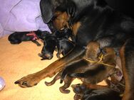 Reinrassige Zwergpinscher / Rehpinscher Welpen - Dierdorf